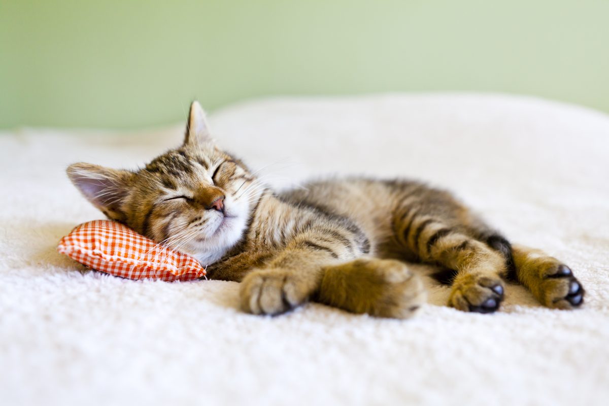 sleeping cat